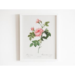 Boursault Rose By Pierre Joseph Redouté Raphael Of Flowers Floral Also Available Poster , Poster Print Only