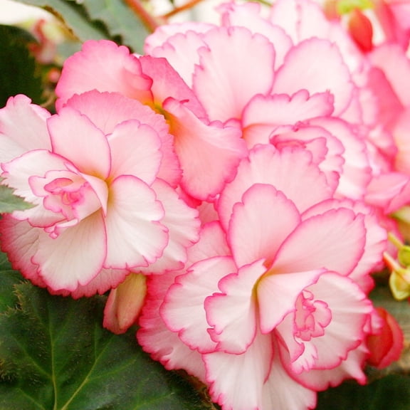 Bouton de Rose Double Camelia Begonia Flower Bulbs - 3 Tubers per Pack - Deer Resistant - Grows Well In Containers - Easy to Grow Live Plants - Outdoor Garden - Full to Part Shade