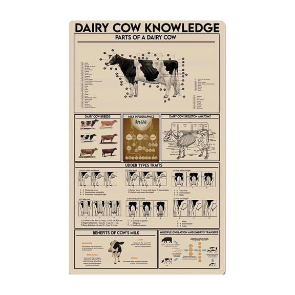 Bovine Anatomy and Milking Systems Poster Detailed Vintage Dairy Cow Chart Educational Wall Art for Agriculture School or Farm Office Decor