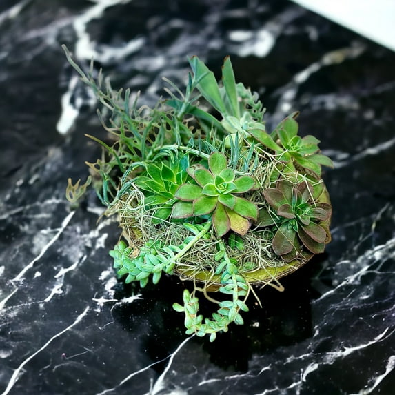 BowKay Designs LLC Large Assorted Succulent Garden