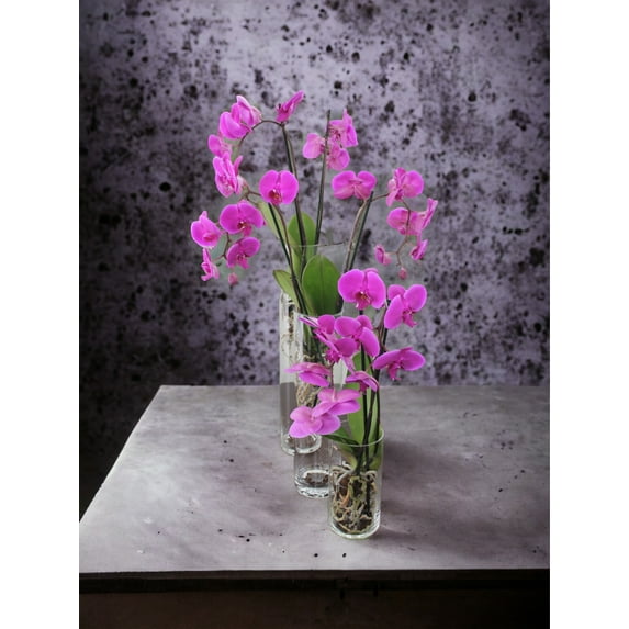 BowKay Designs LLC Phalaenopsis Orchid Trio