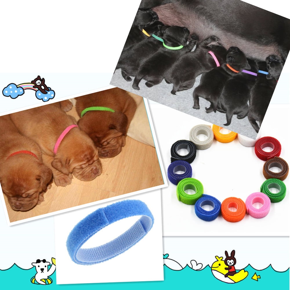 Newborn puppy on sale collars walmart