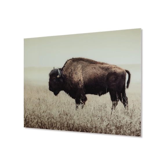 Bowery Hill Contemporary Wall Art of a Lone Bison in Sepia Finish