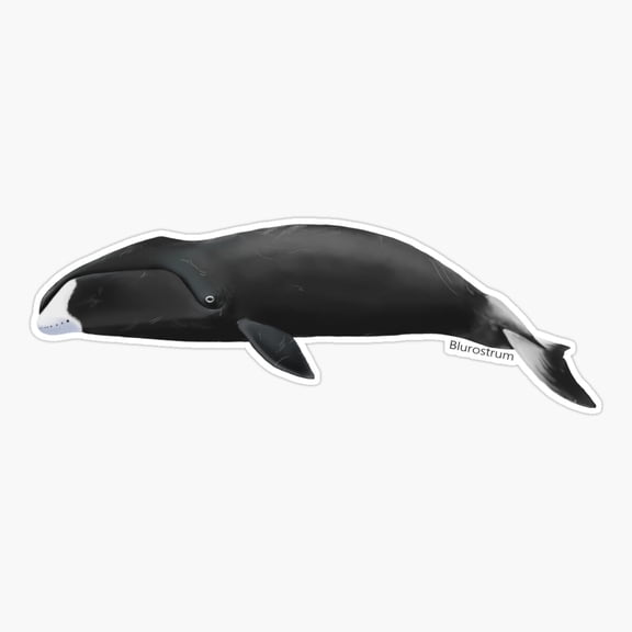 Bowhead Whale Ocean Wildlife Sticker