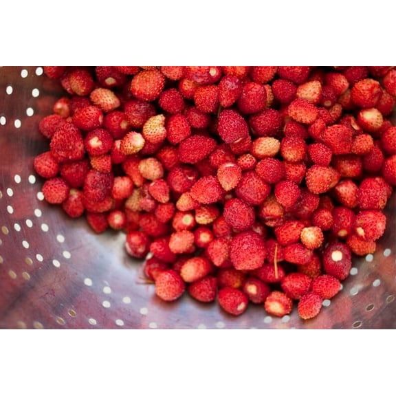 Bowlenzauber Red Alpine Strawberry Fraise des Bois Premium Seed Packet