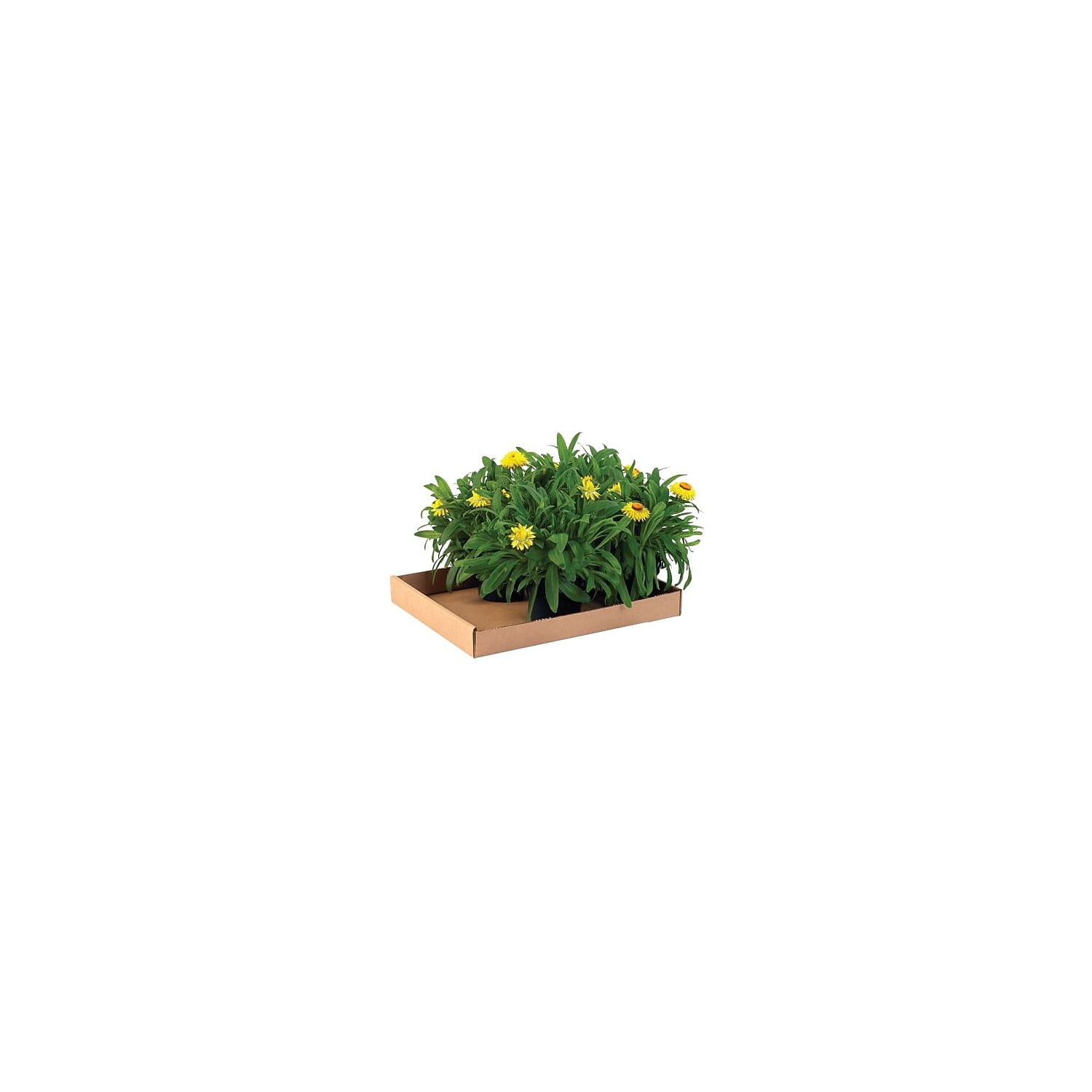 Box Partners Corrugated Trays 24" x 12" x 1 3/4" White 50/Bundle 24122CTW