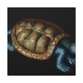 thumbnail image 1 of Box Turtle Baroque - Canvas, 1 of 25