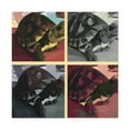 thumbnail image 1 of Box Turtle Boxometry - Canvas, 1 of 10