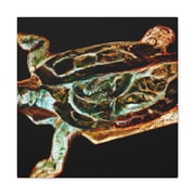 Box Turtle Deco Dream - Canvas