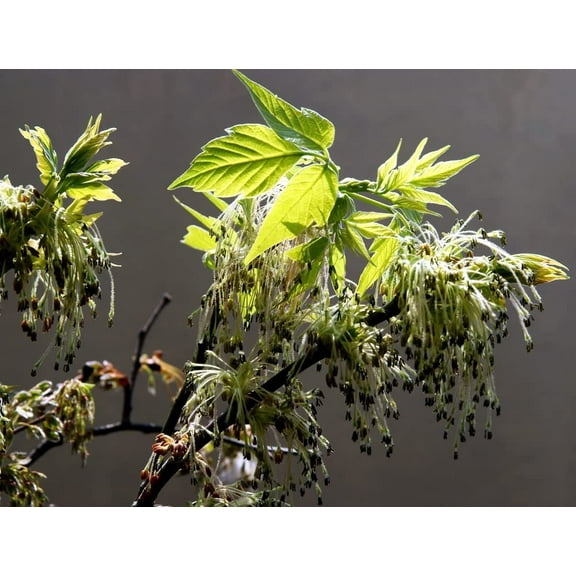 CZ Grain 30 Boxelder Maple Plant Seed Fast Growing