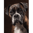 thumbnail image 1 of Boxer Dog Portrait Canvas Print Wall Art for Living Room Bedroom Office Home Wall Art Pet Lover Decor, 1 of 8
