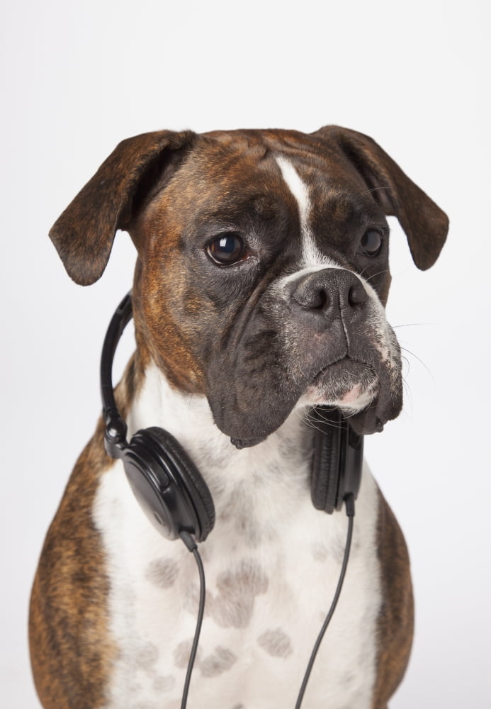 Boxer Dog With Headphones Canvas Art - LJM Photo Design Pics (12 x 18)