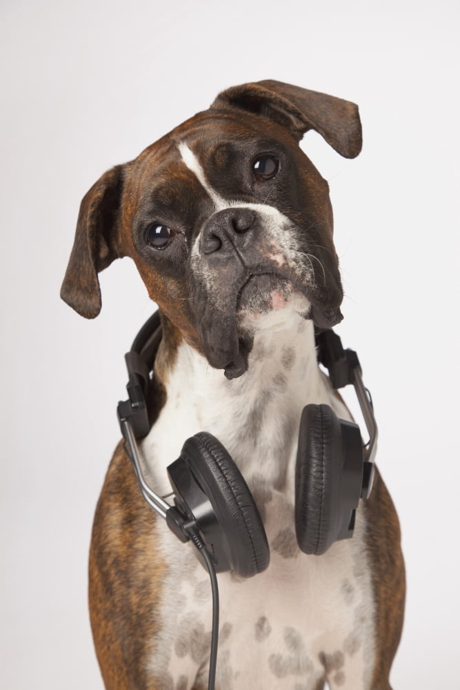 Boxer Dog With Headphones Canvas Art - LJM Photo Design Pics (12 x 19)