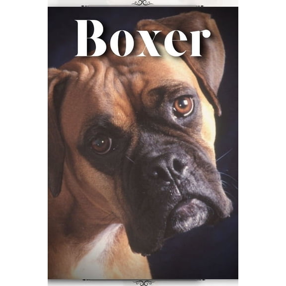 Boxer: Dog breed overview and guide, (Paperback)