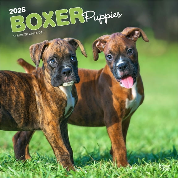 Boxer Puppies | 2026 12x24" (Hanging) Wall Calendar | Plastic-Free | BrownTrout