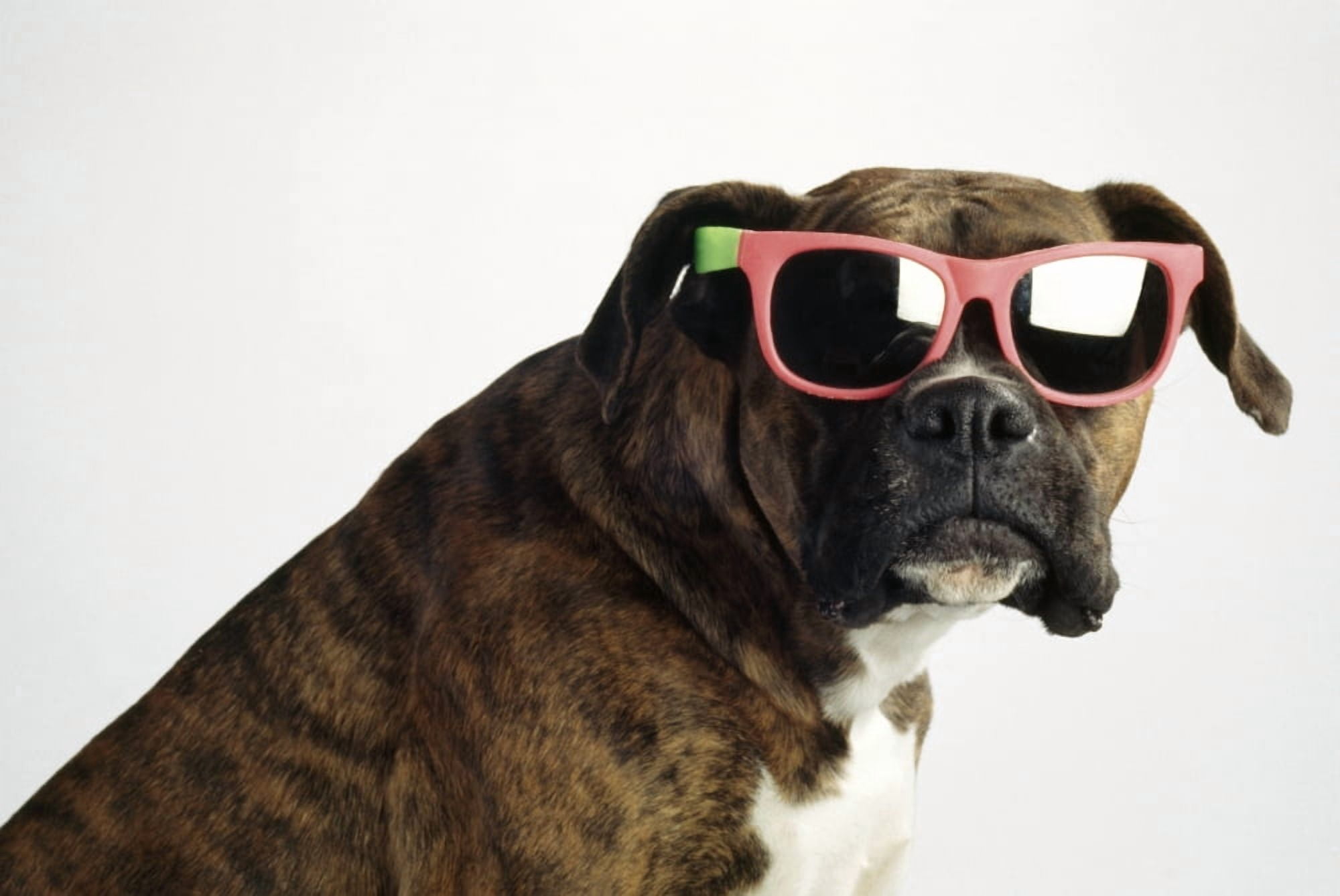 Boxer Wearing Sunglasses Canvas Art - Ron Nickel Design Pics (19 x 12)