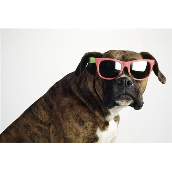Boxer Wearing Sunglasses Poster Print by Ron Nickel - 19 x 12