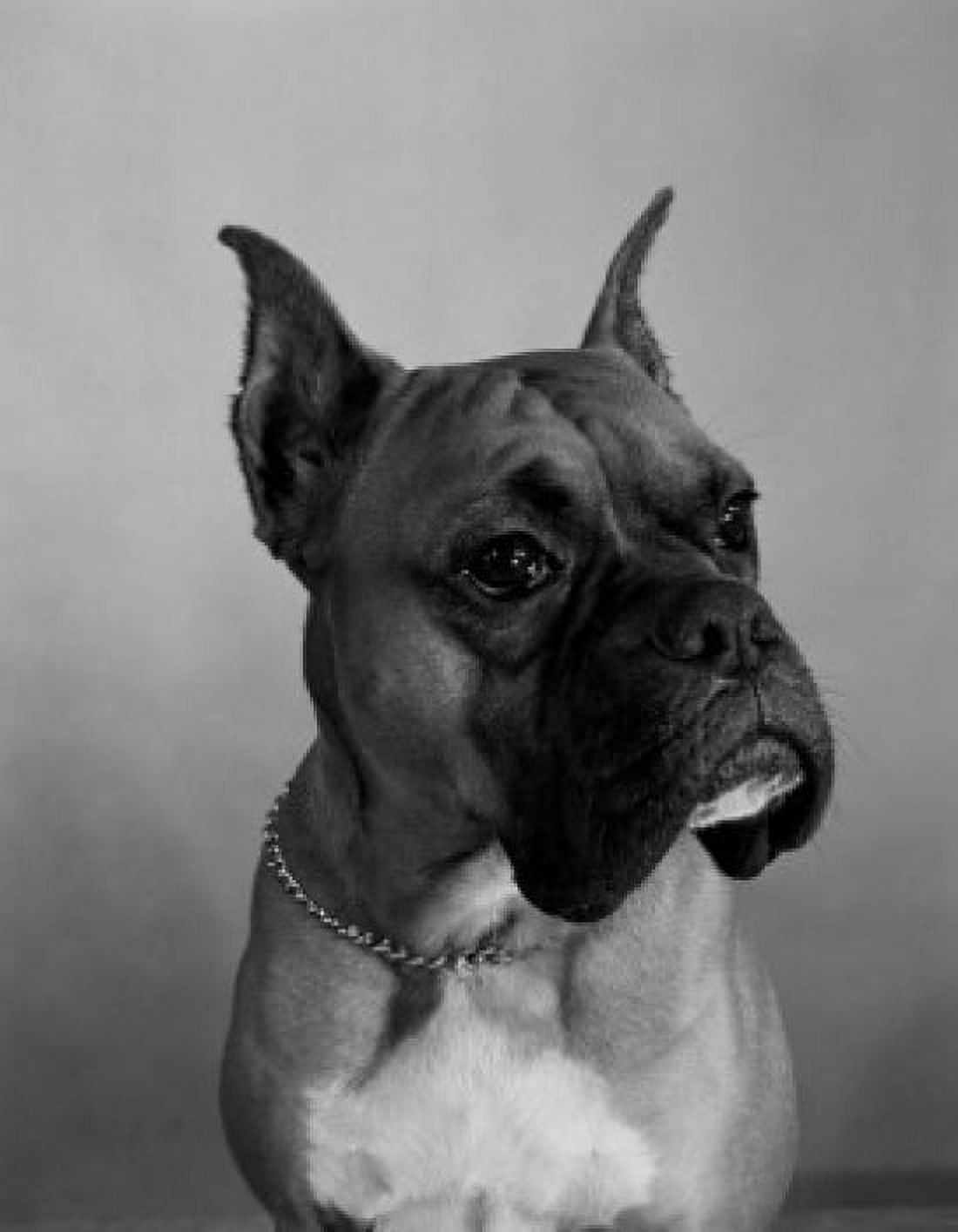 Boxer dog Canvas Art - (24 x 36)