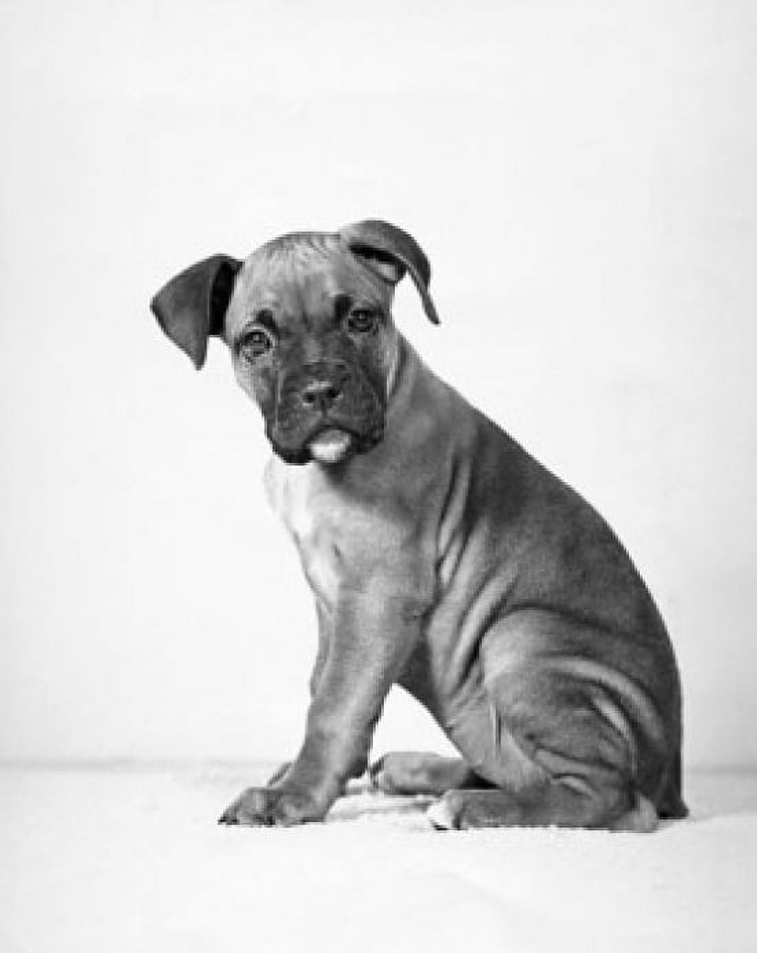 Boxer puppy sitting Canvas Art - (18 x 24)