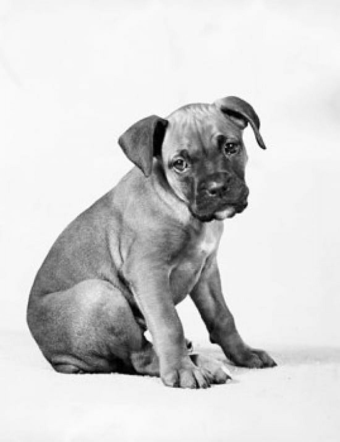 Boxer puppy sitting Canvas Art - (18 x 24)