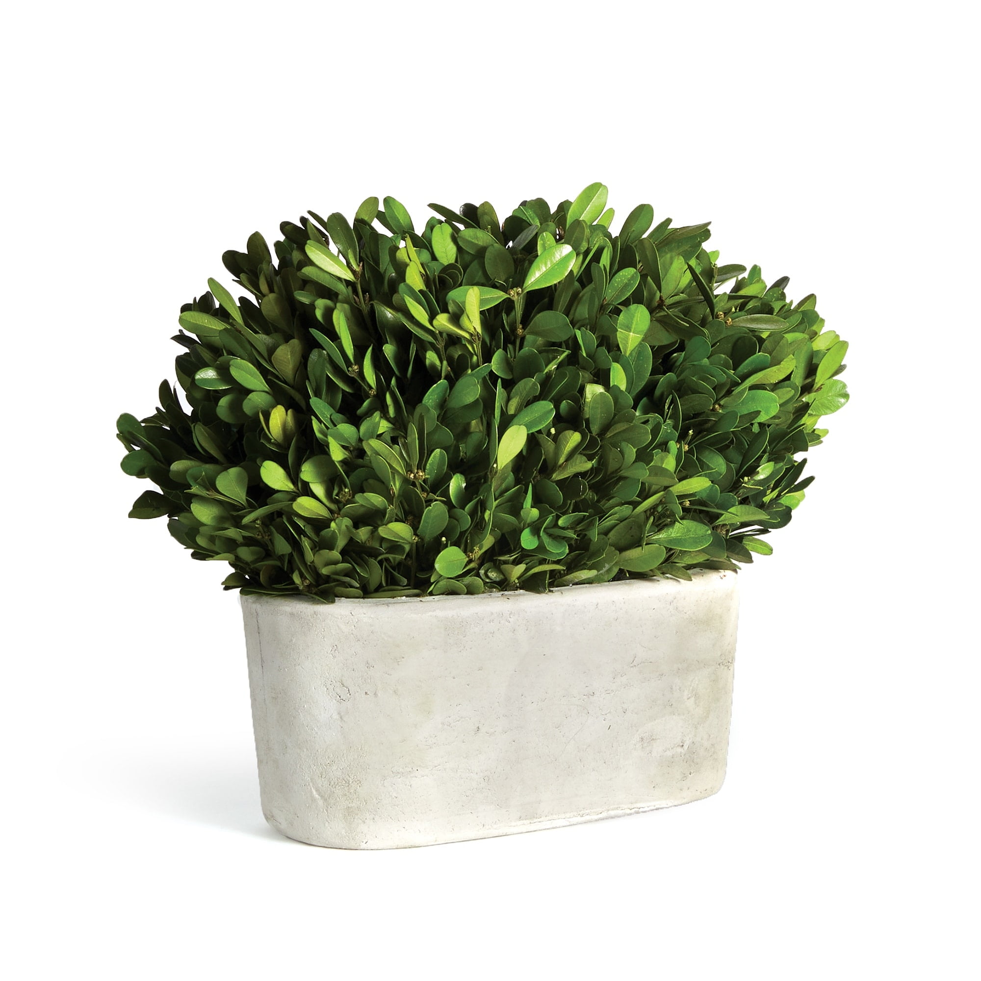 Green Boxwood Topiary in White Ceramic Pot