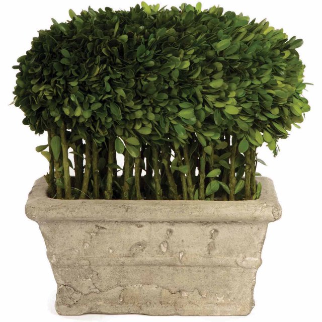 Boxwood Half Ball with Stems
