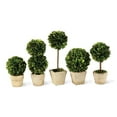 thumbnail image 1 of Boxwood Mini Topiaries In Pots, Set Of 5, 1 of 2
