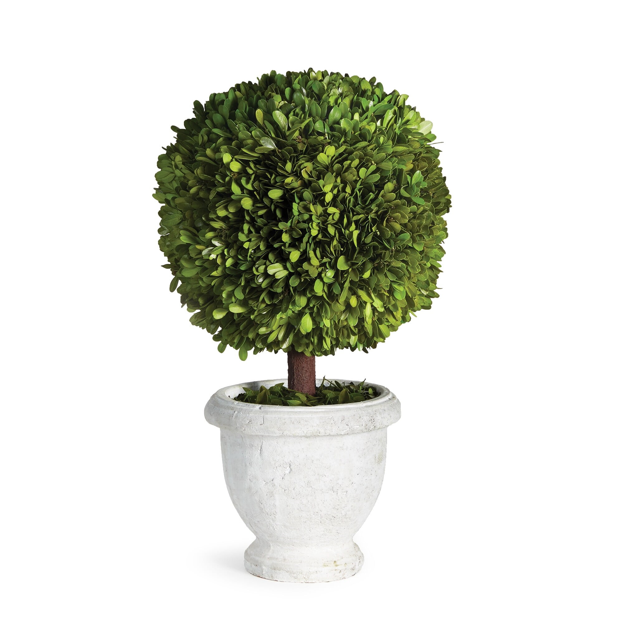 Preserved Boxwood Topiary in White Ceramic Pot