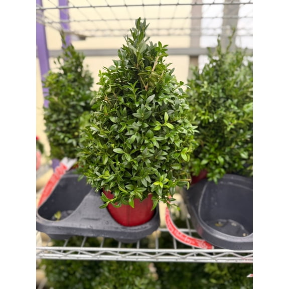 Boxwood Tree, Undecorated Each