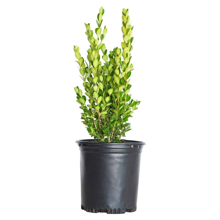 Wintergreen Boxwood (Korean) - 2.5 Qt Wintergreen Boxwood (Korean) - 2.5 Qt