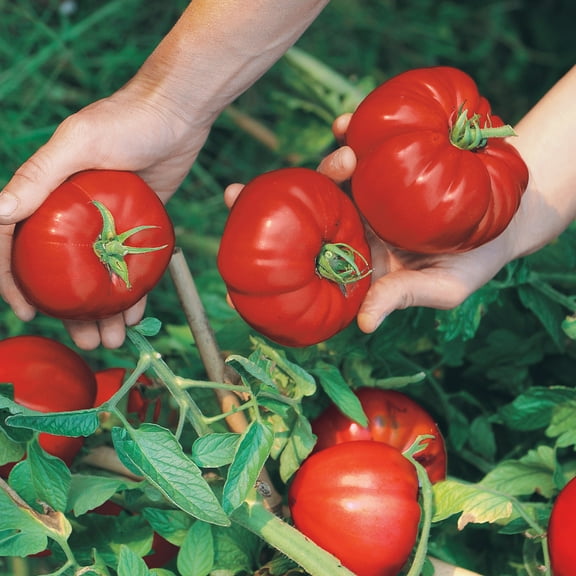 Boy-Oh-Boy F1 Hybrid Tomato Seeds - 300 Mg Packet ~70 Seeds - Non-GMO, F1 Hybrid - Vegetable Garden - Lycopersicon esculentum
