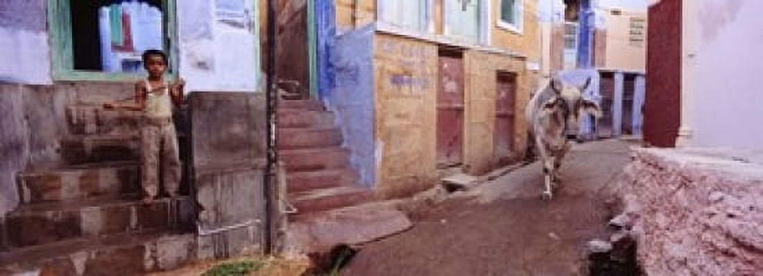 Boy and a bull in front of building Jodhpur Rajasthan India Canvas Art - Panoramic Images (18 x 7)