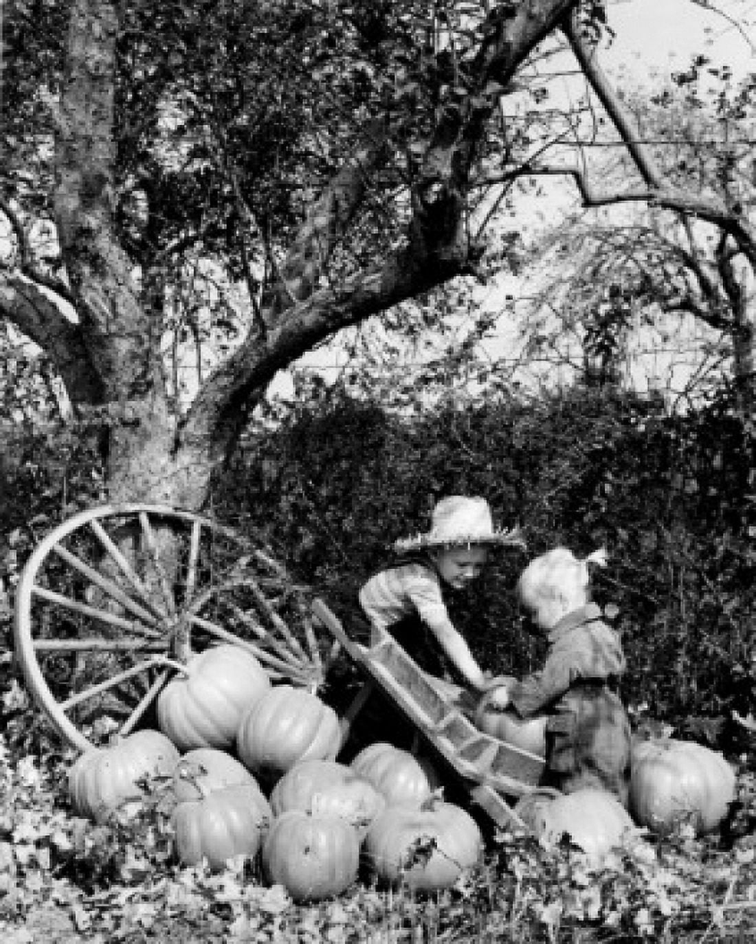 Boy and girl loading pumpkins onto cart Canvas Art - (24 x 36)