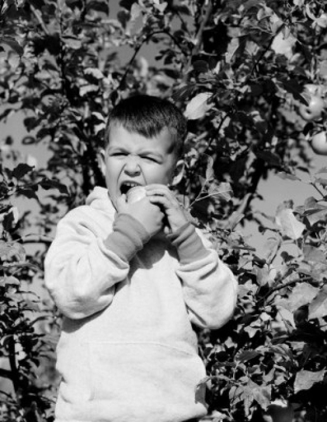 Boy eating apple in orchard Canvas Art - (24 x 36)