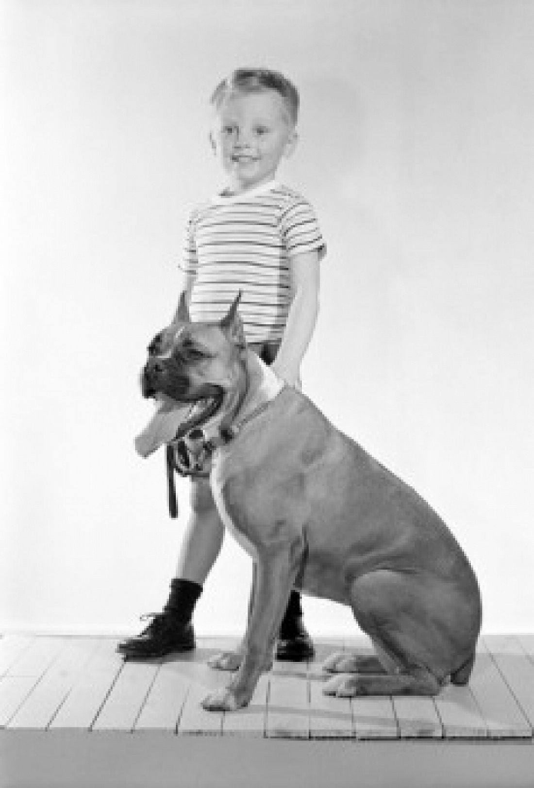 Boy holding boxer dog studio shot Canvas Art - (18 x 24)