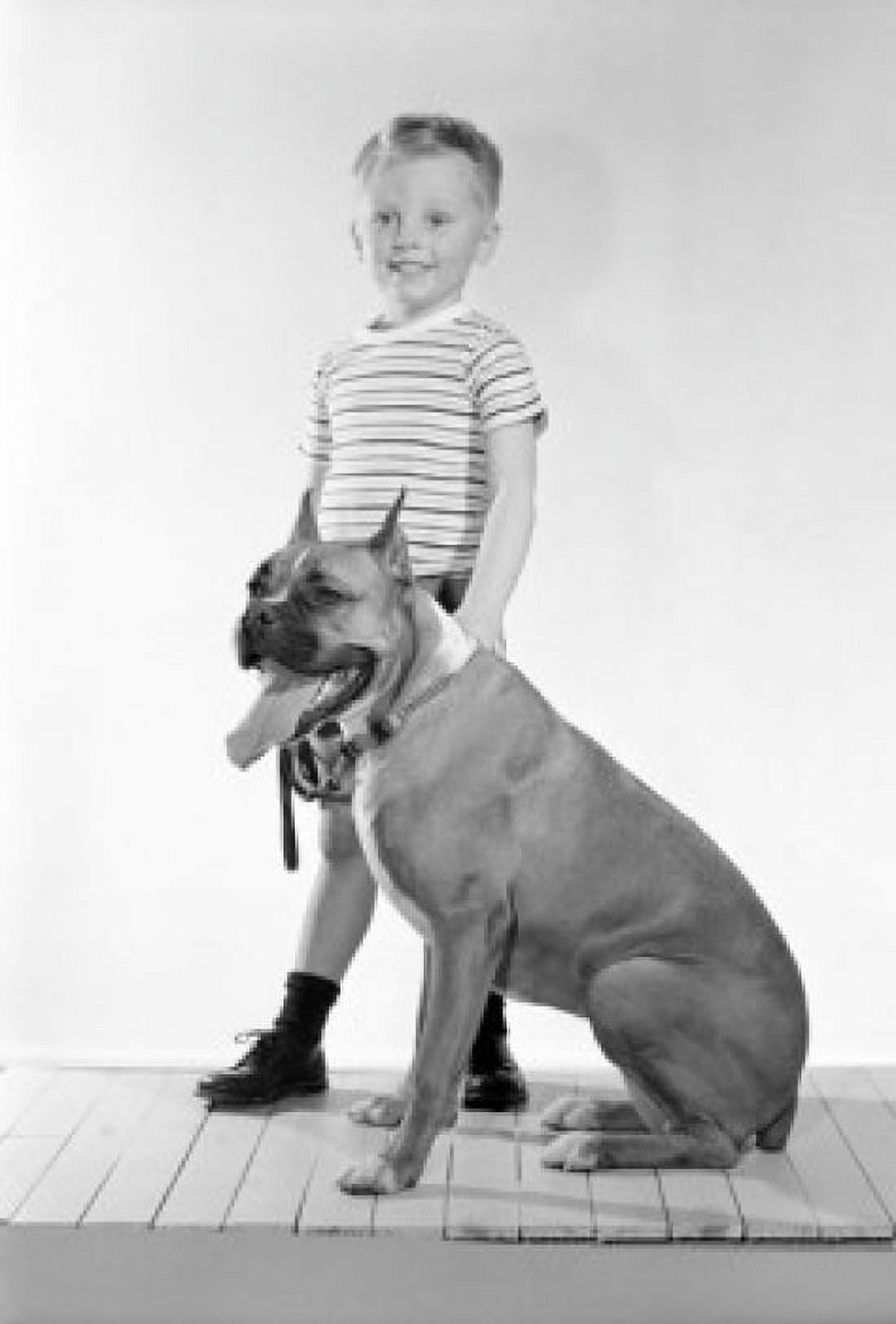 Boy holding boxer dog studio shot Canvas Art - (24 x 36)