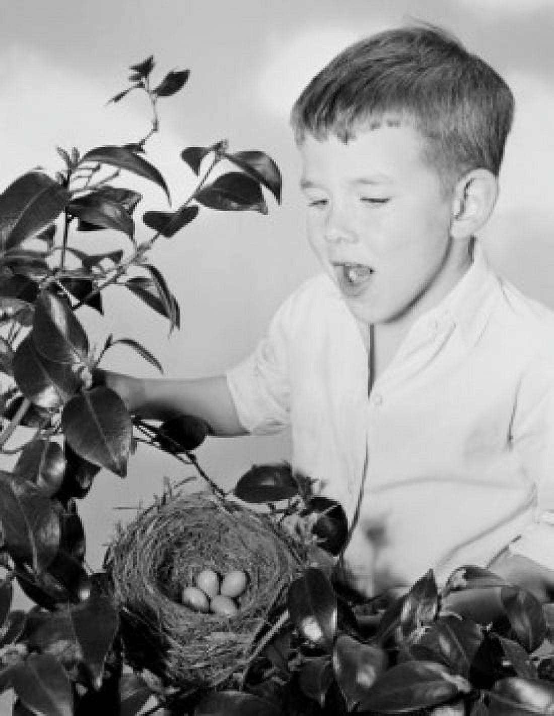 Boy looking at birds nest with eggs Canvas Art - (24 x 36)