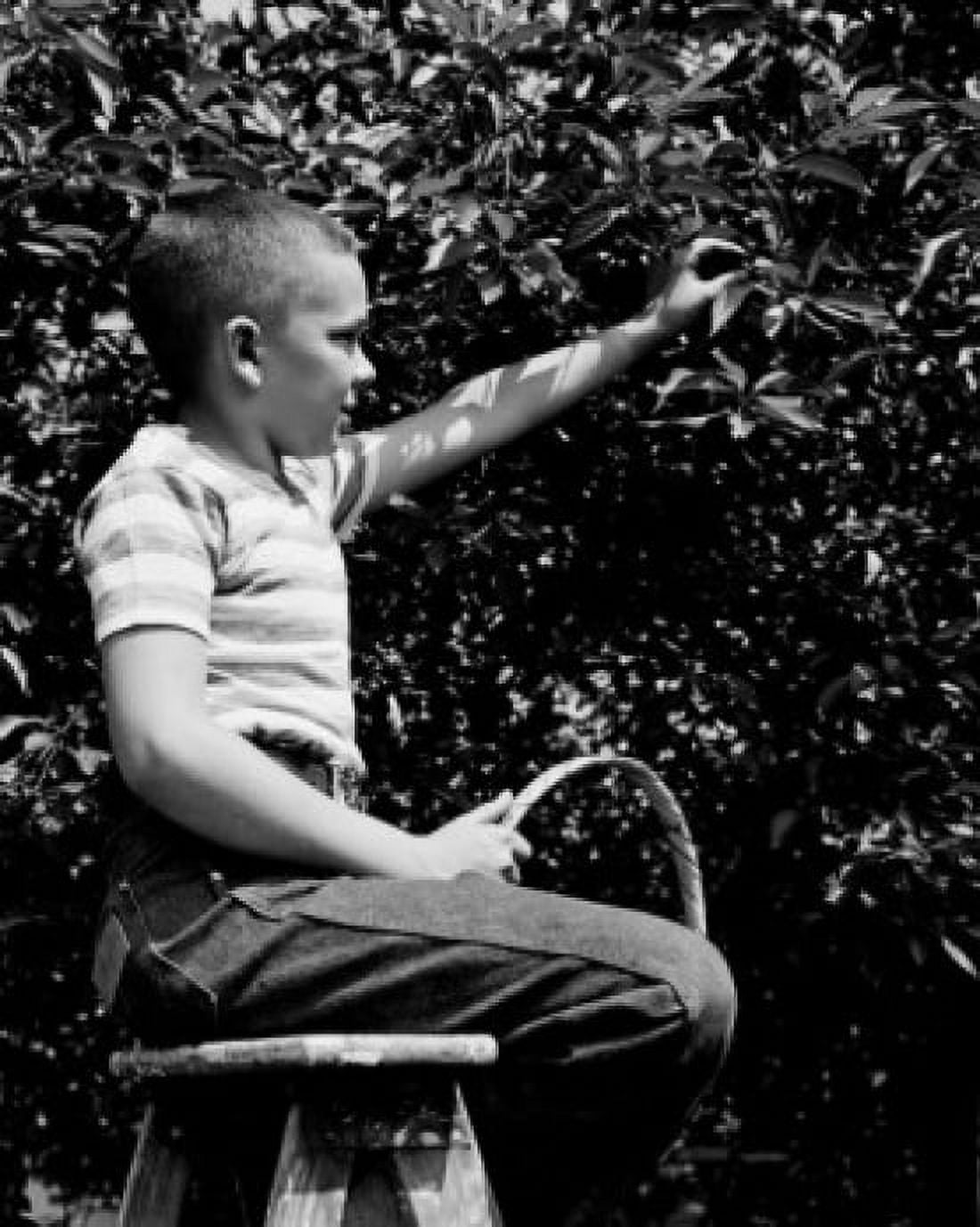 Boy picking cherries Canvas Art - (18 x 24)