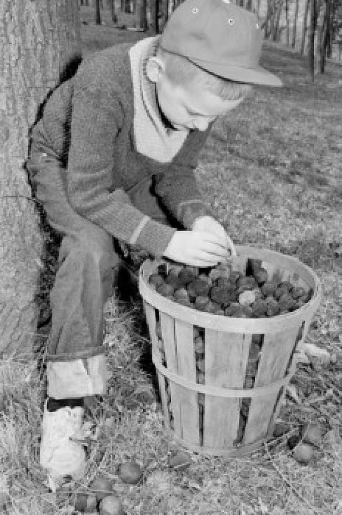 Boy picking-up nuts Canvas Art - (18 x 24)