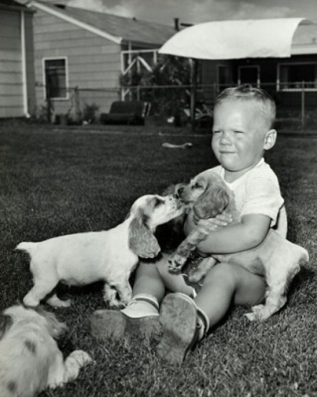 Boy playing with three puppies Canvas Art - (18 x 24)