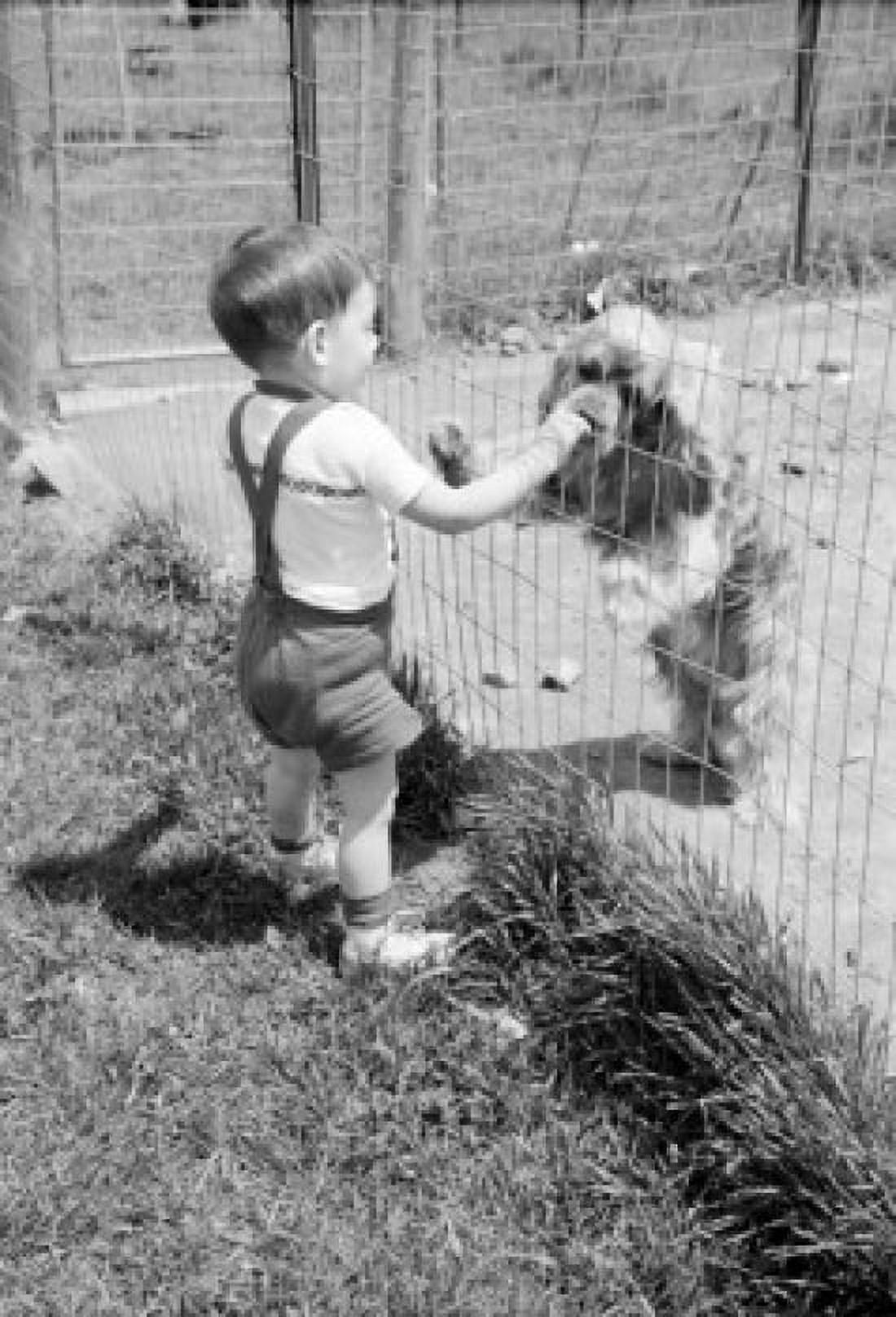 Boy standing near fence with cocker spaniel Canvas Art - (18 x 24)