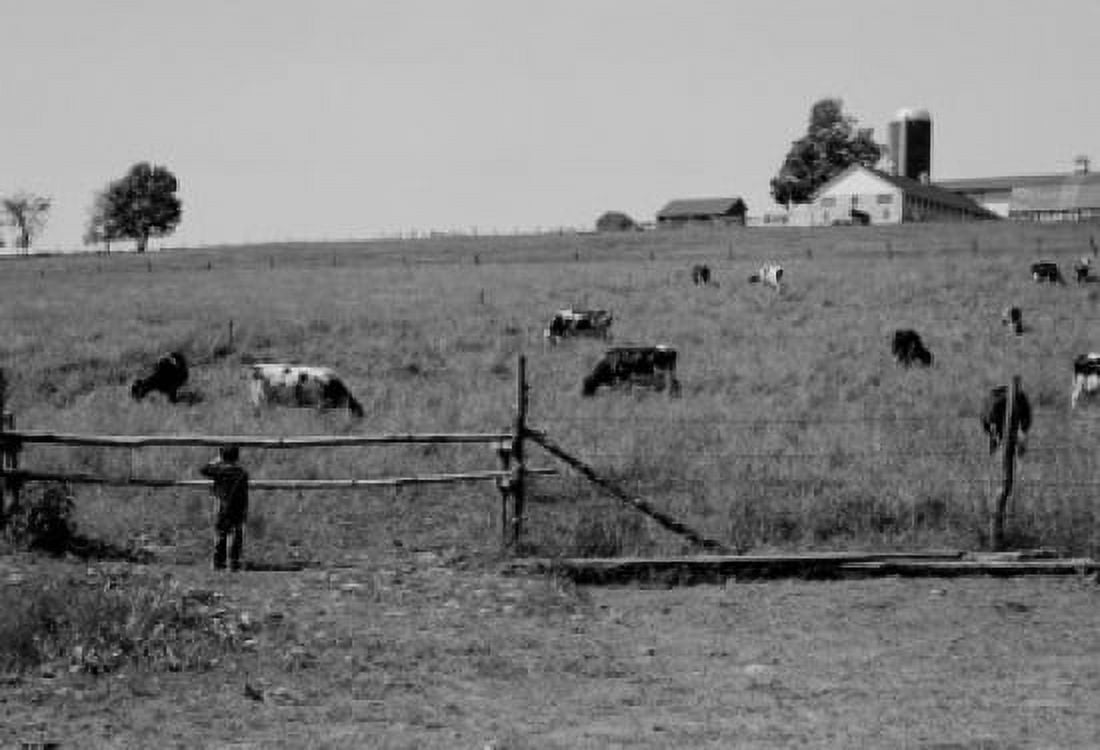 Boy watching cows over fence in field Canvas Art - (18 x 24)