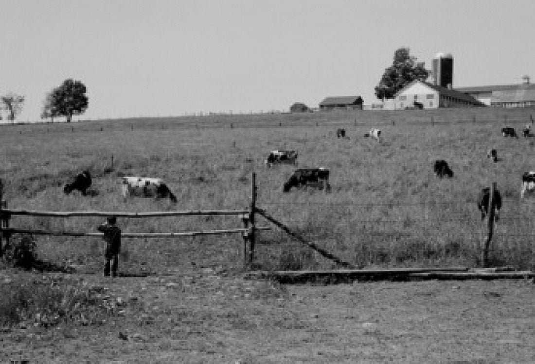 Boy watching cows over fence in field Canvas Art -  (24 x 36)
