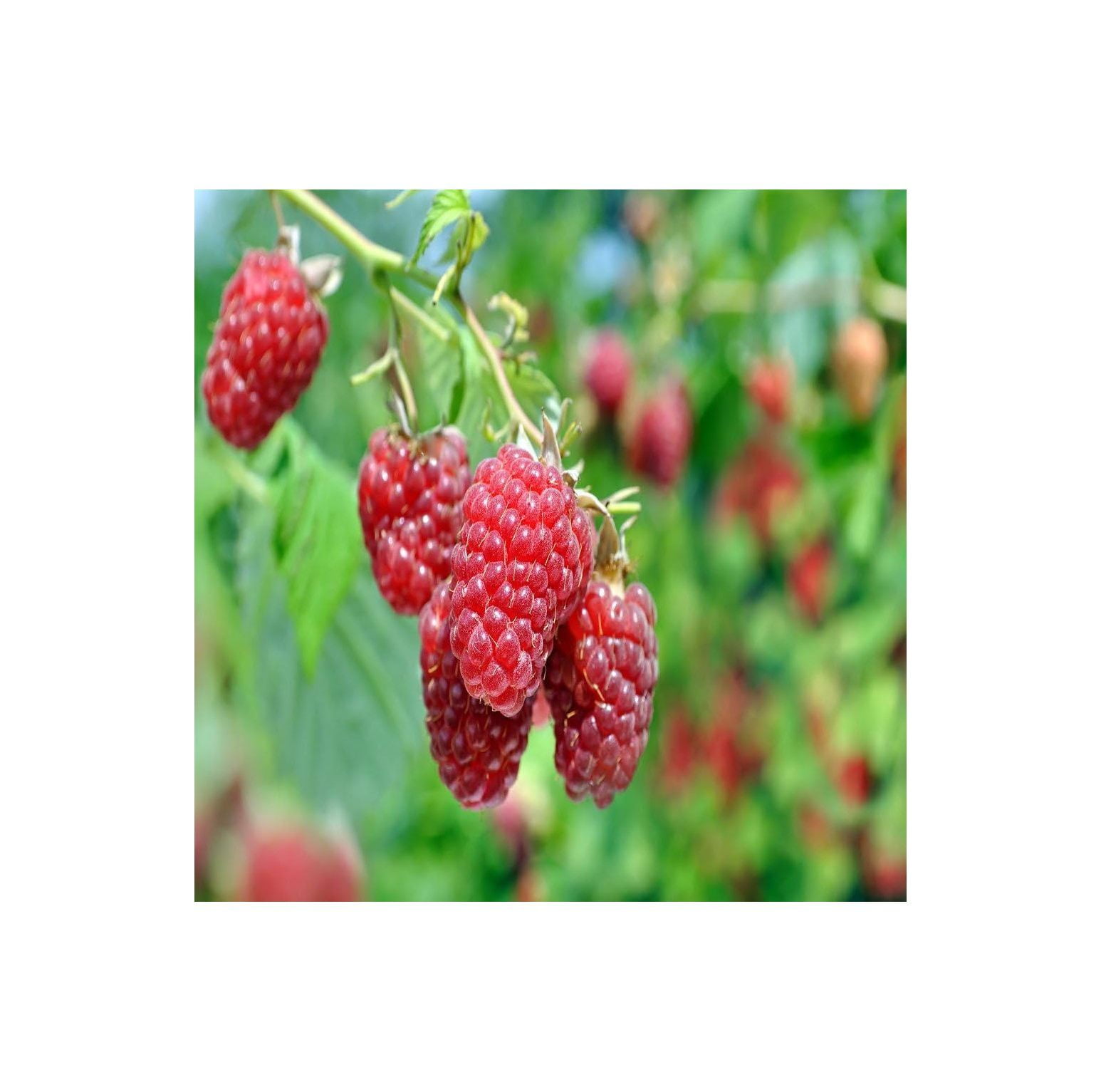 Golden Raspberry Plants