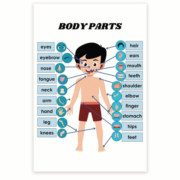Boys Body Parts Poster - Anatomy Chart For Boys - Biology Classroom Poster - Visual Learning Tool