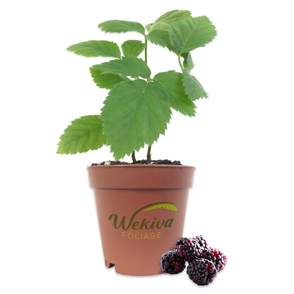 Boysenberry - 4 Live Starter Plants - Rubis Ursinus x Rubus Idaeus - Edible Fruit Bearing Bramble Shrub for The Patio and Garden