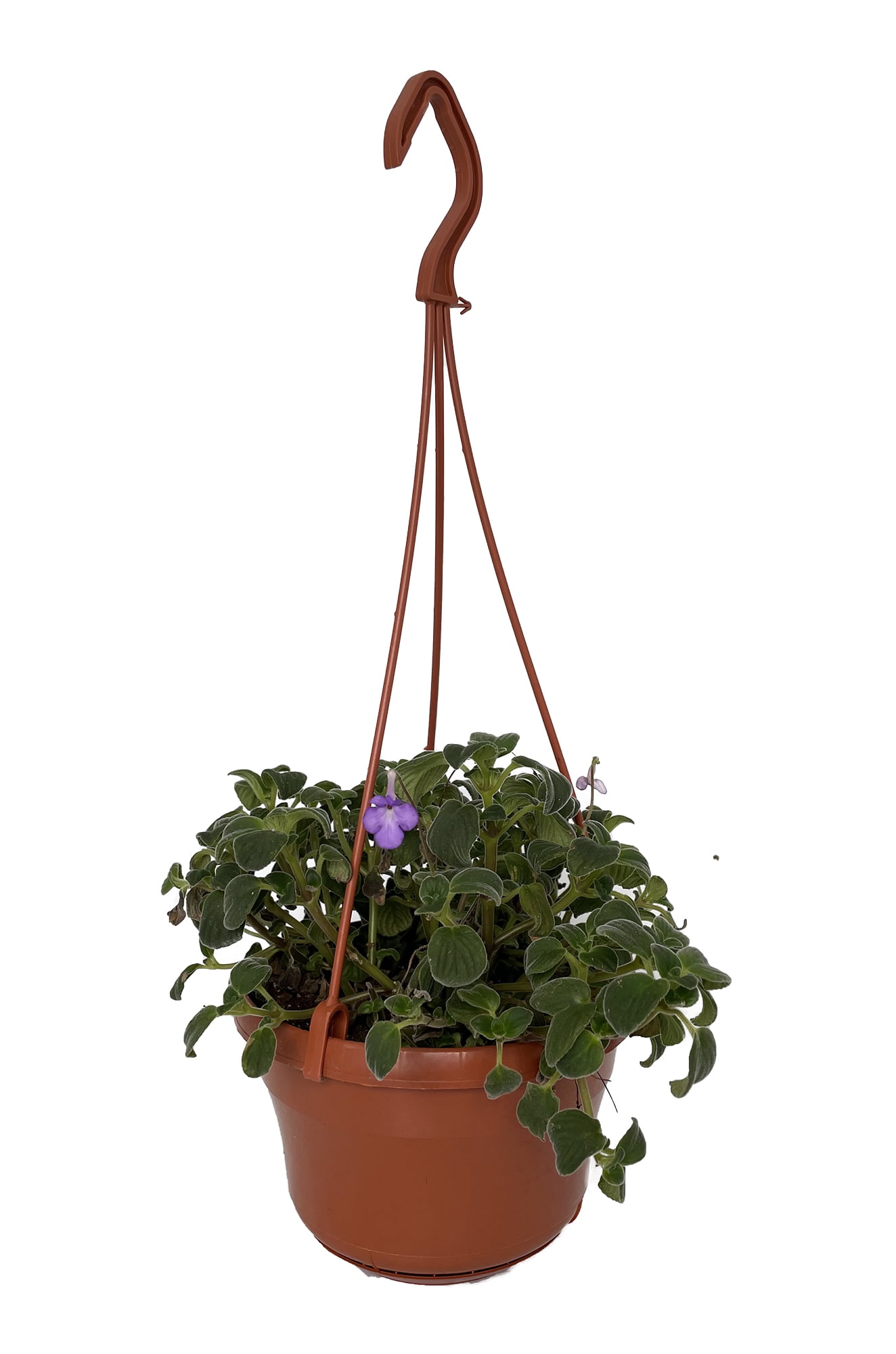 hanging indoor planter Hanging Chandelier Planter with Drainage – Rosebud HomeGoods main image 1