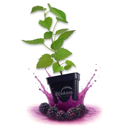 Boysenberry Plant - 4 Live Plants in 3 Inch Growers Pots - Rubus Ursinus Idaeus - Edible Fruit Bearing Bramble Shrub for The Patio and Garden