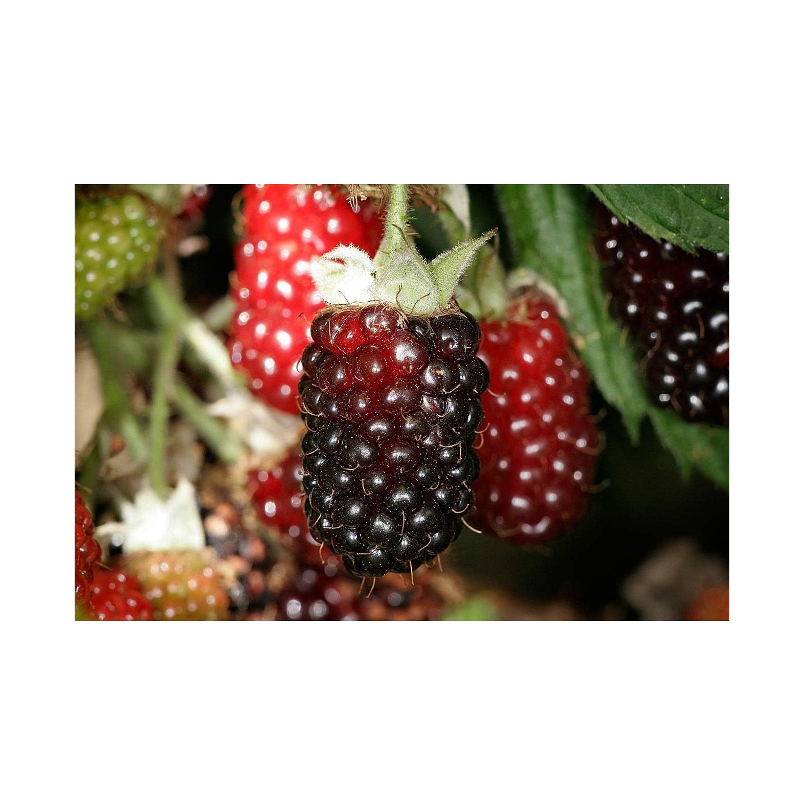 Boysenberry Plants 'Original' Price Includes Four (4) Plants