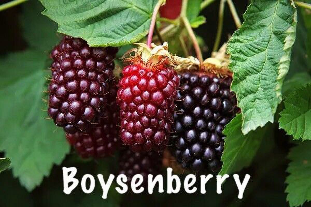 Boysenberry Plants Two Live Boysenberry Plants Vines LOWEST PRICE